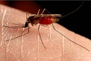 Семь действенных методов, помогающих снять зуд от комариных укусов