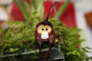 Чудеса природы. Обезьяньи орхидеи (Monkey Orchid)